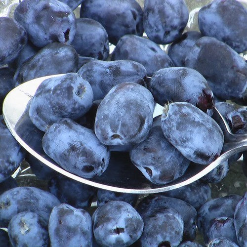 Honingbes, Blauwe 'Giant's Heart''