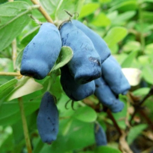 Honingbes, Blauwe 'Duet'