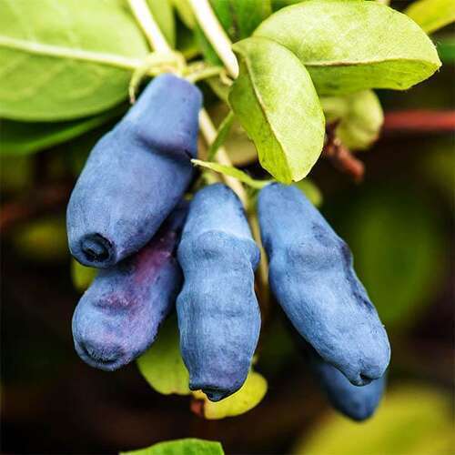 Honeyberry, Blue 'Docz Velikana'
