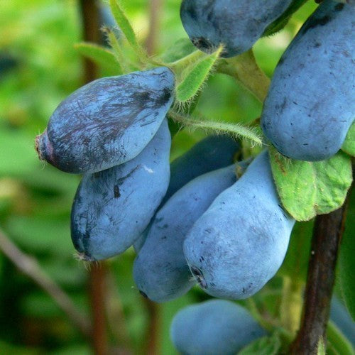 Honingbes, Blauwe 'Sinoglaska'