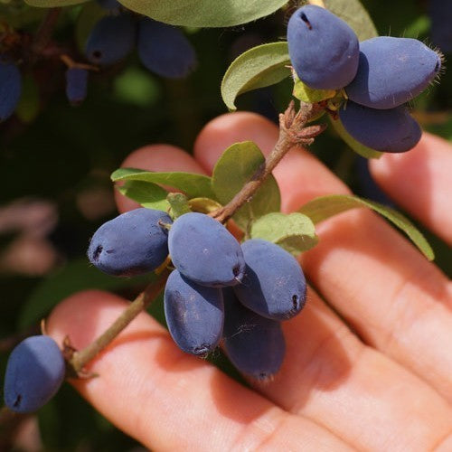 Honeyberry, Blue 'Strawberry Sensation'