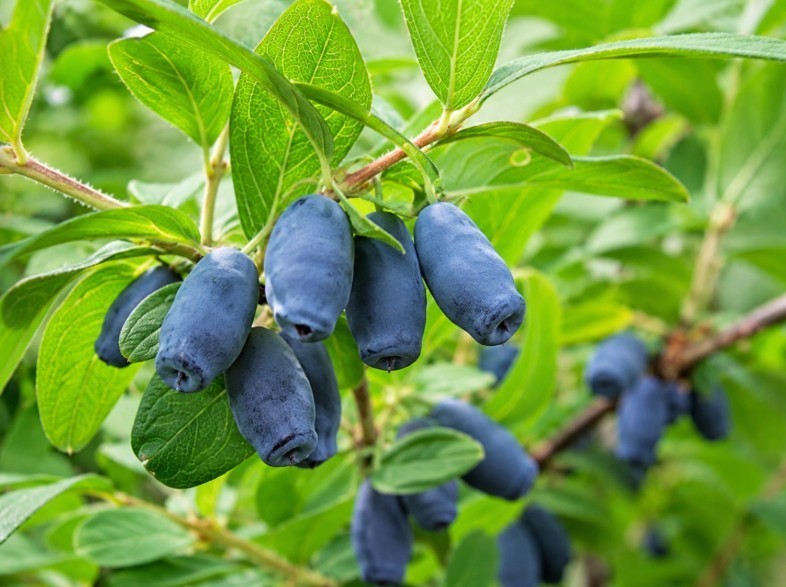 Blauwe Honingbes 'Blue Velvet'