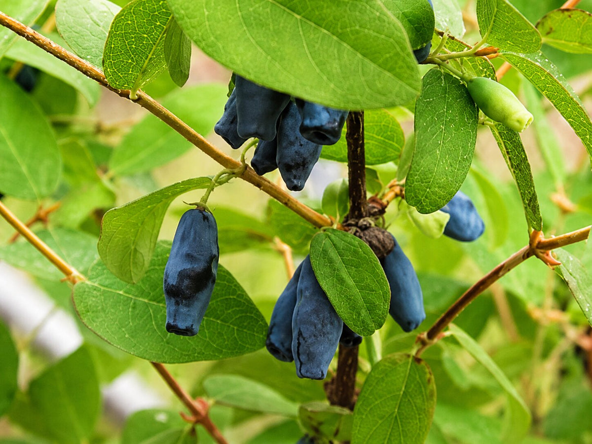 Honingbes, Blauwe 'Blue Banana'