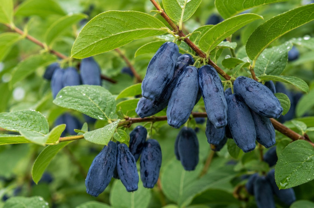 Honeyberry, Blue 'Boreal Blizzard'