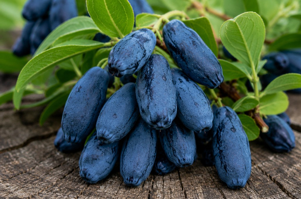 Honingbes, Blauwe 'Boreal Blizzard'