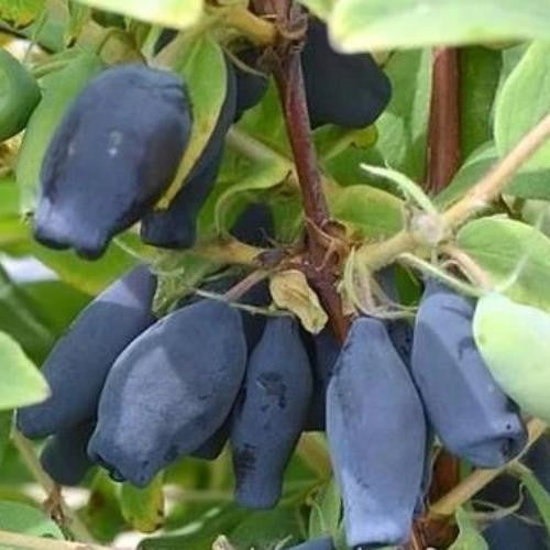 Honeyberry, Blue 'Wojtek'