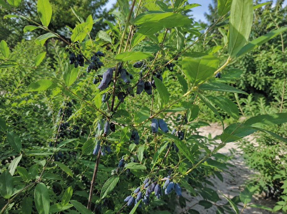 Honingbes, Blauwe 'Boreal Beast'
