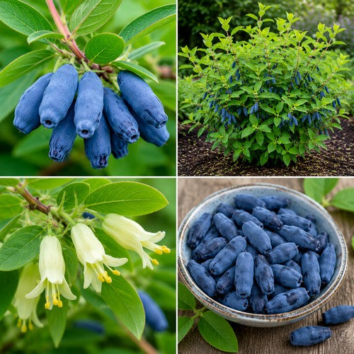 Haskap, Blue 'Blue Treasure'