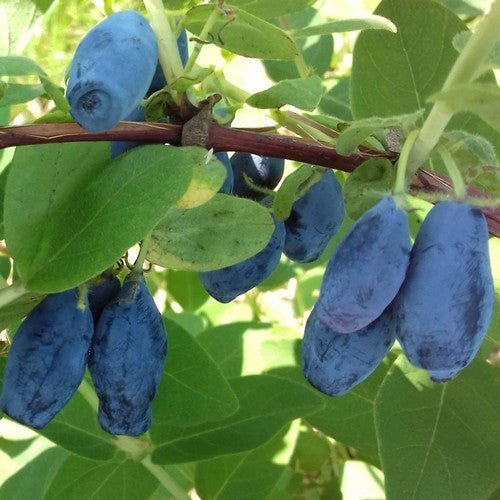 Honingbes, Blauwe 'Zojka' (='Vicky')