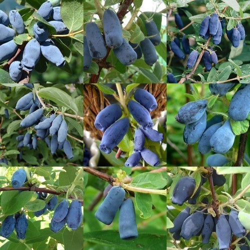 Honingbes, Blauwe de Collectie