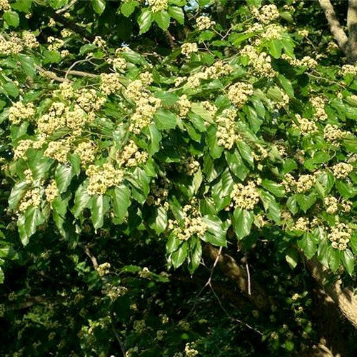 Japanse Krentenboom