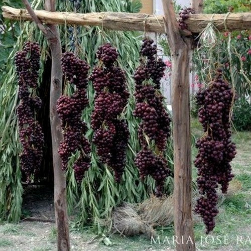 Japanse Krentenboom