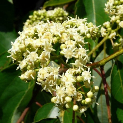 Japanse Krentenboom