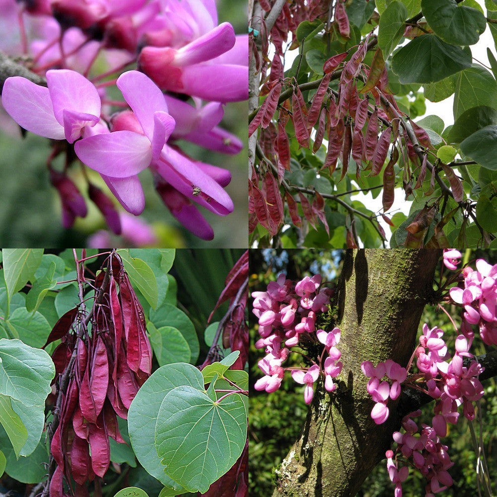 Judas tree medium