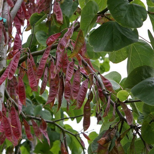 Judas tree medium