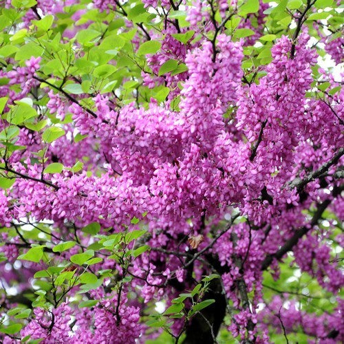 Judas tree medium