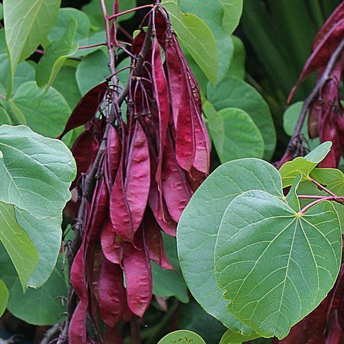Judas tree medium
