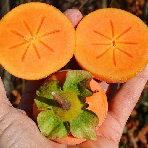 Kaki 'Jiro'