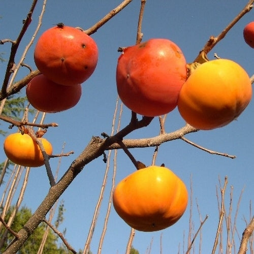 Kaki 'O'Gosho''