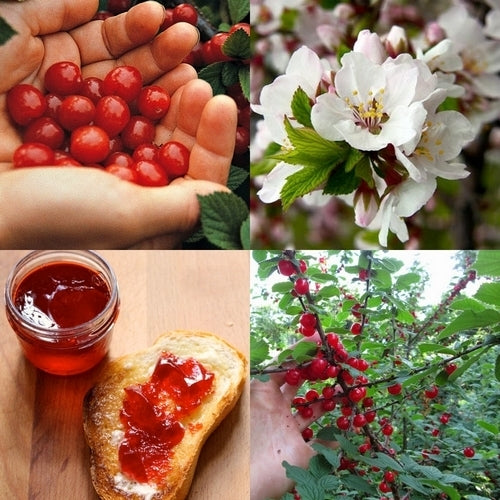 Cherry, Nanking