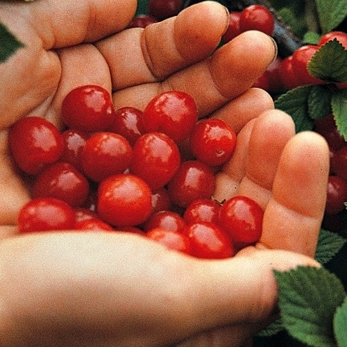 Cherry, Nanking