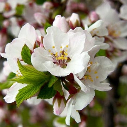 Cherry, Nanking