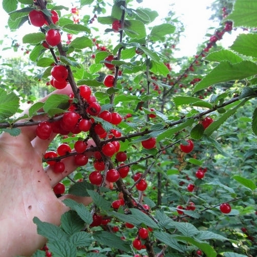 Cherry, Nanking