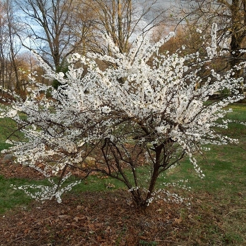 Cherry, Nanking