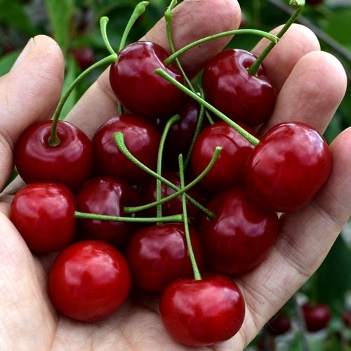 Kers, Struik 'Carmine Jewel'
