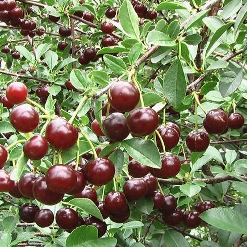 Kers, Struik 'Carmine Jewel'