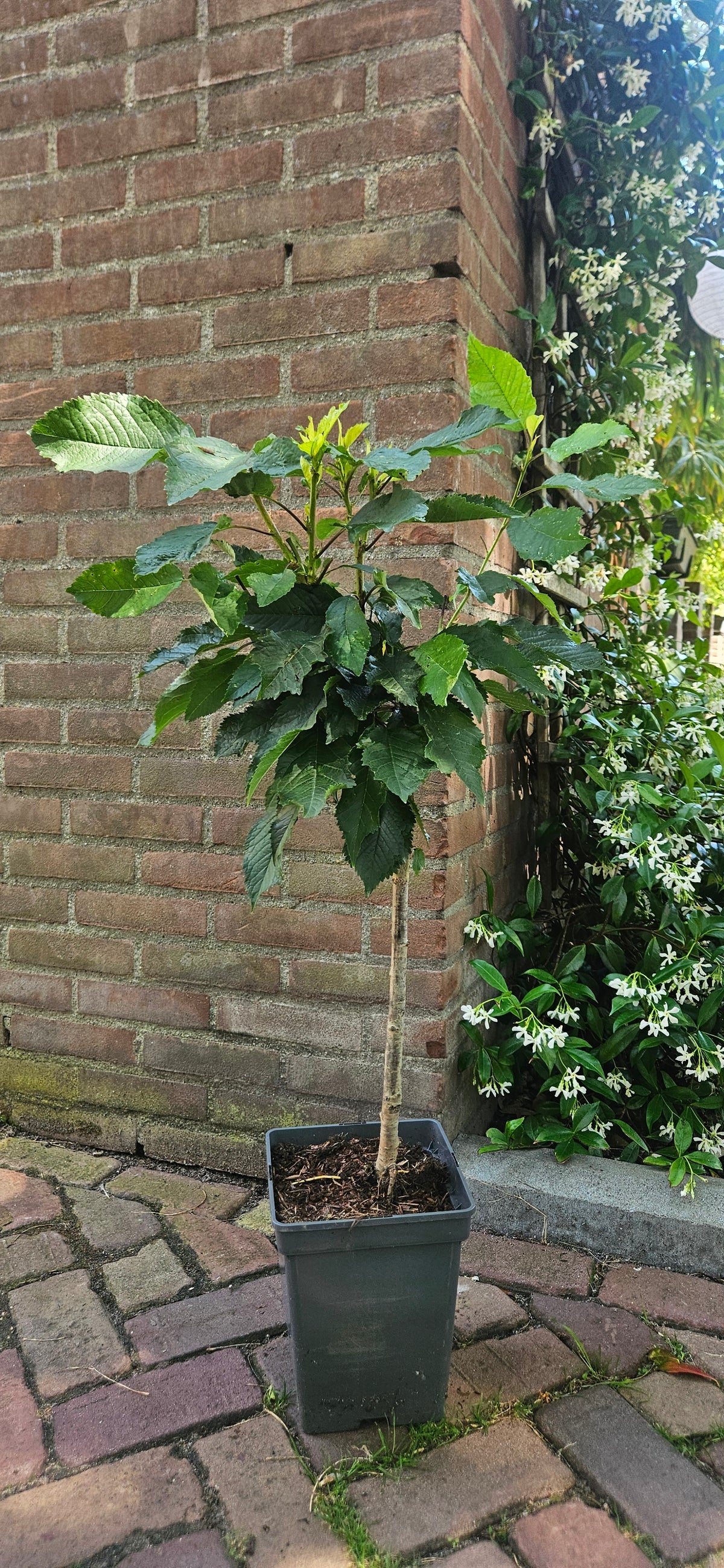 Sweet Cherry 'Stella Patio'