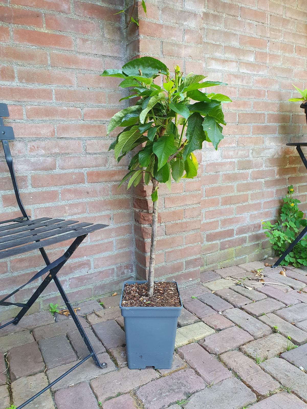 Sweet Cherry 'Sunburst Patio'