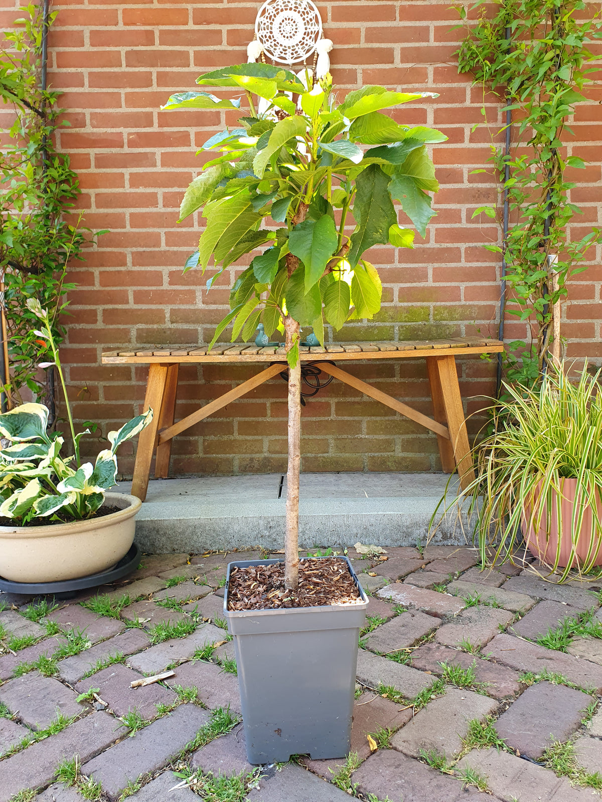 Zoete Kers 'Sunburst Patio'