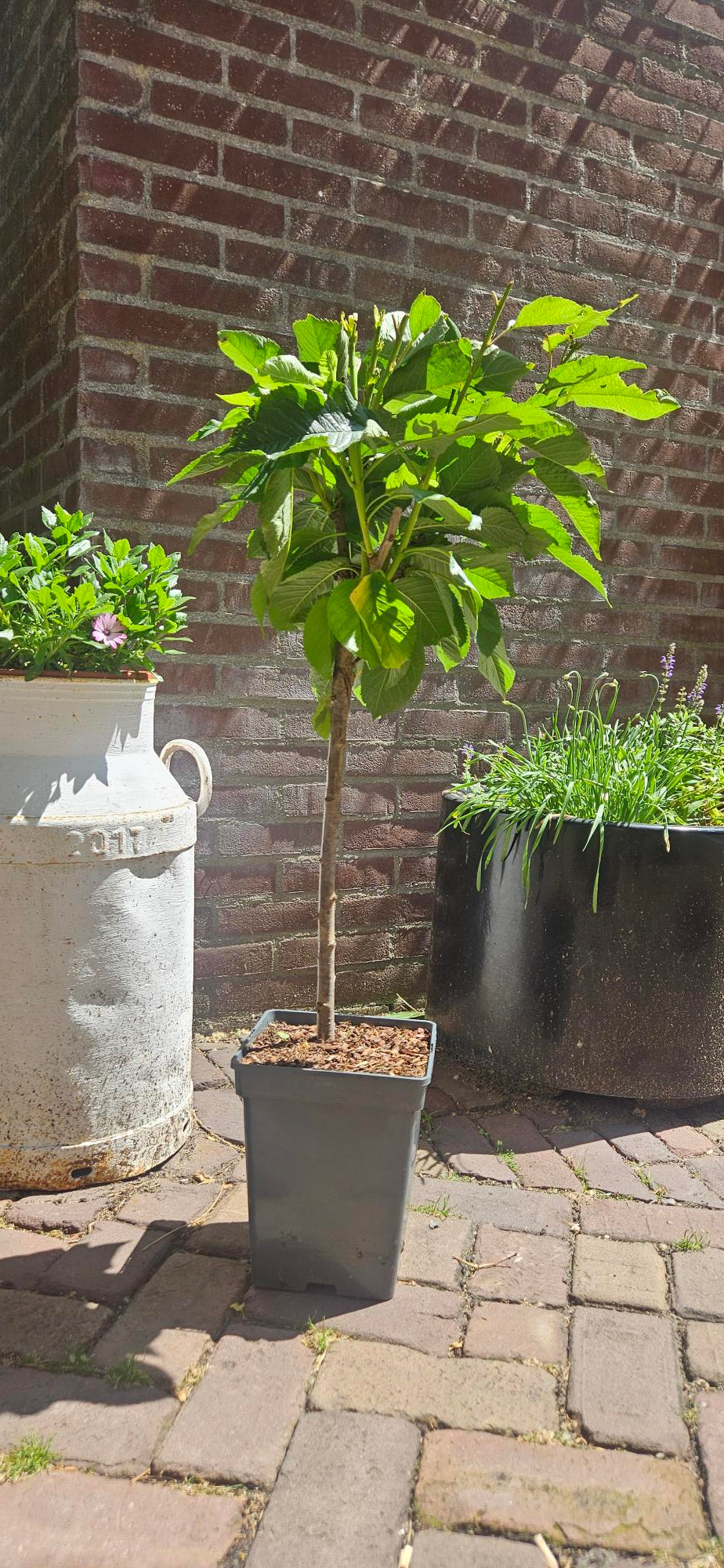 Zoete Kers 'Sunburst Patio'