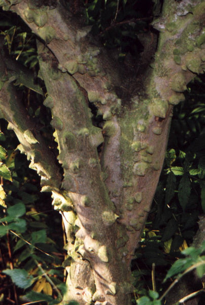 Kiespijnboom
