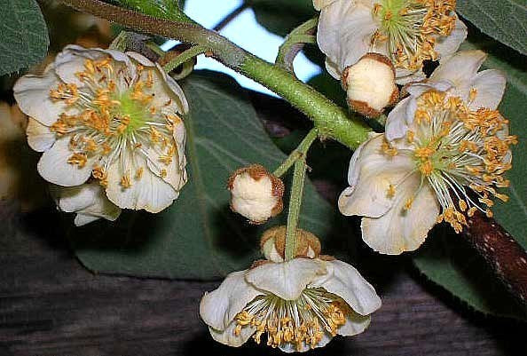 Kiwi (Mannelijk) 'Atlas'