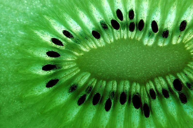 Groene Kiwi (Vrouwelijk) 'Hayward'