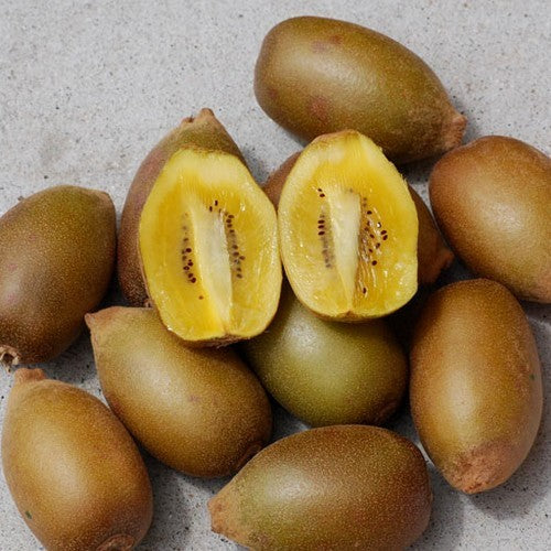 Gele Kiwi (Vrouwelijk) 'Goldy'