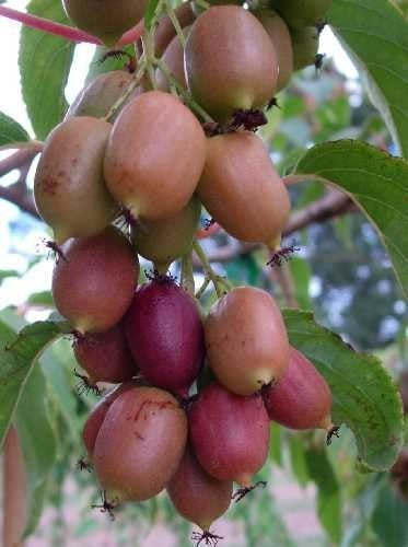Grote Rode Kiwibes (Vrouwelijk) 'Ken'S Red'Klein'