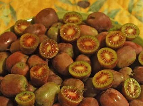 Grote Rode Kiwibes (Vrouwelijk) 'Ken'S Red'Klein'