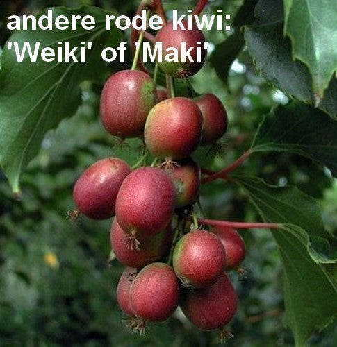 Grote Rode Kiwibes (Vrouwelijk) 'Ken'S Red'Klein'