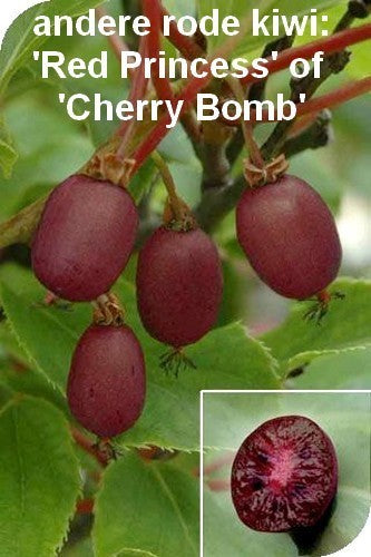 Grote Rode Kiwibes (Vrouwelijk) 'Ken'S Red'Klein'