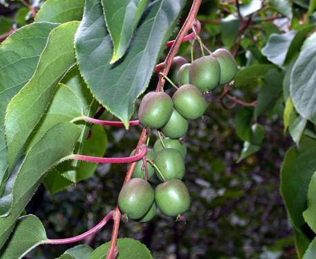 Mini Kiwi (Self-Pollinating) 'Issai'