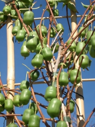 Mini-Kiwi (Zelfbestuivend) 'Issai'