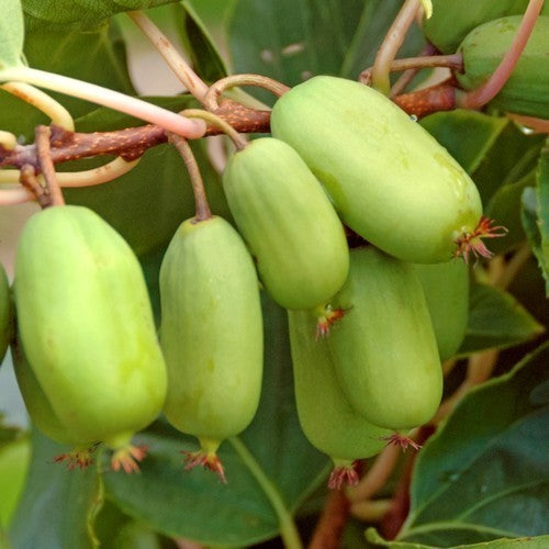 Mini-Kiwifruit (Female) 'Jumbo'