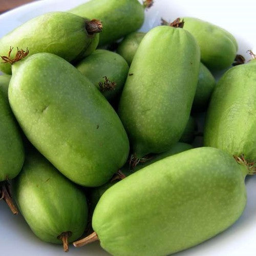 Mini-Kiwifruit (Female) 'Jumbo'