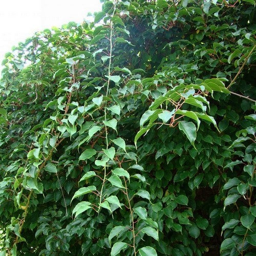 Mini-Kiwi (Mannelijk) 'Daddy Weiki'