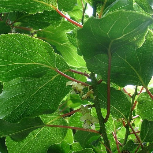 Mini-Kiwi (Mannelijk) 'Daddy Weiki'