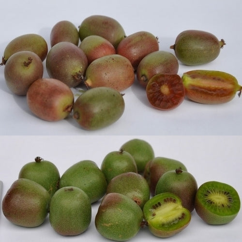 Mini Kiwi (Female) 'Mammy Weiki'