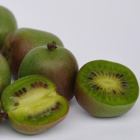 Mini Kiwi (Female) 'Mammy Weiki'